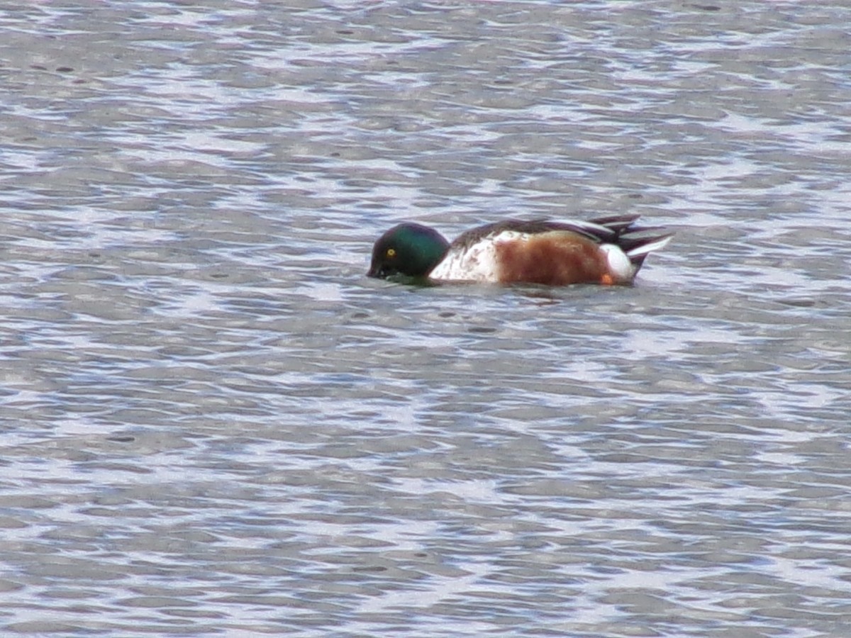 Northern Shoveler - ML632326749