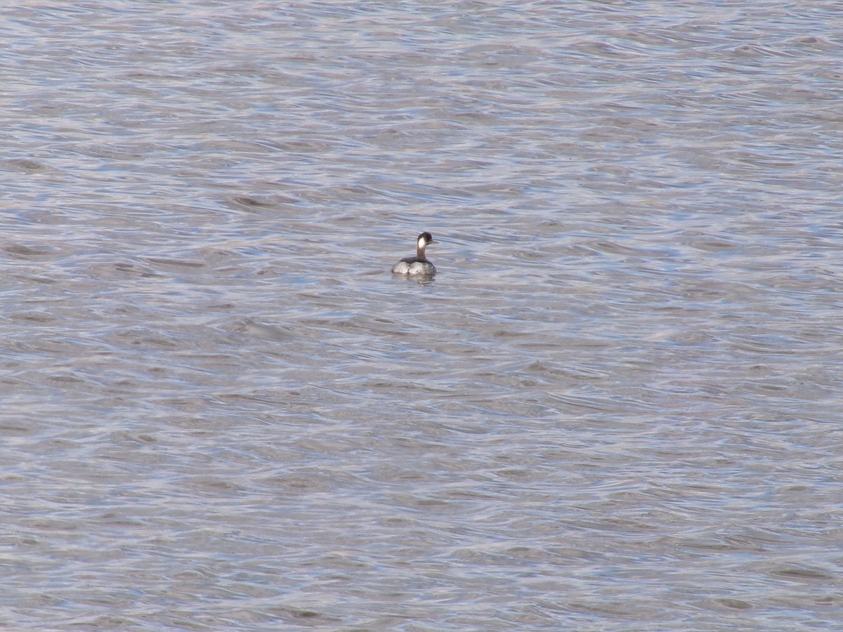 Eared Grebe - ML632326802