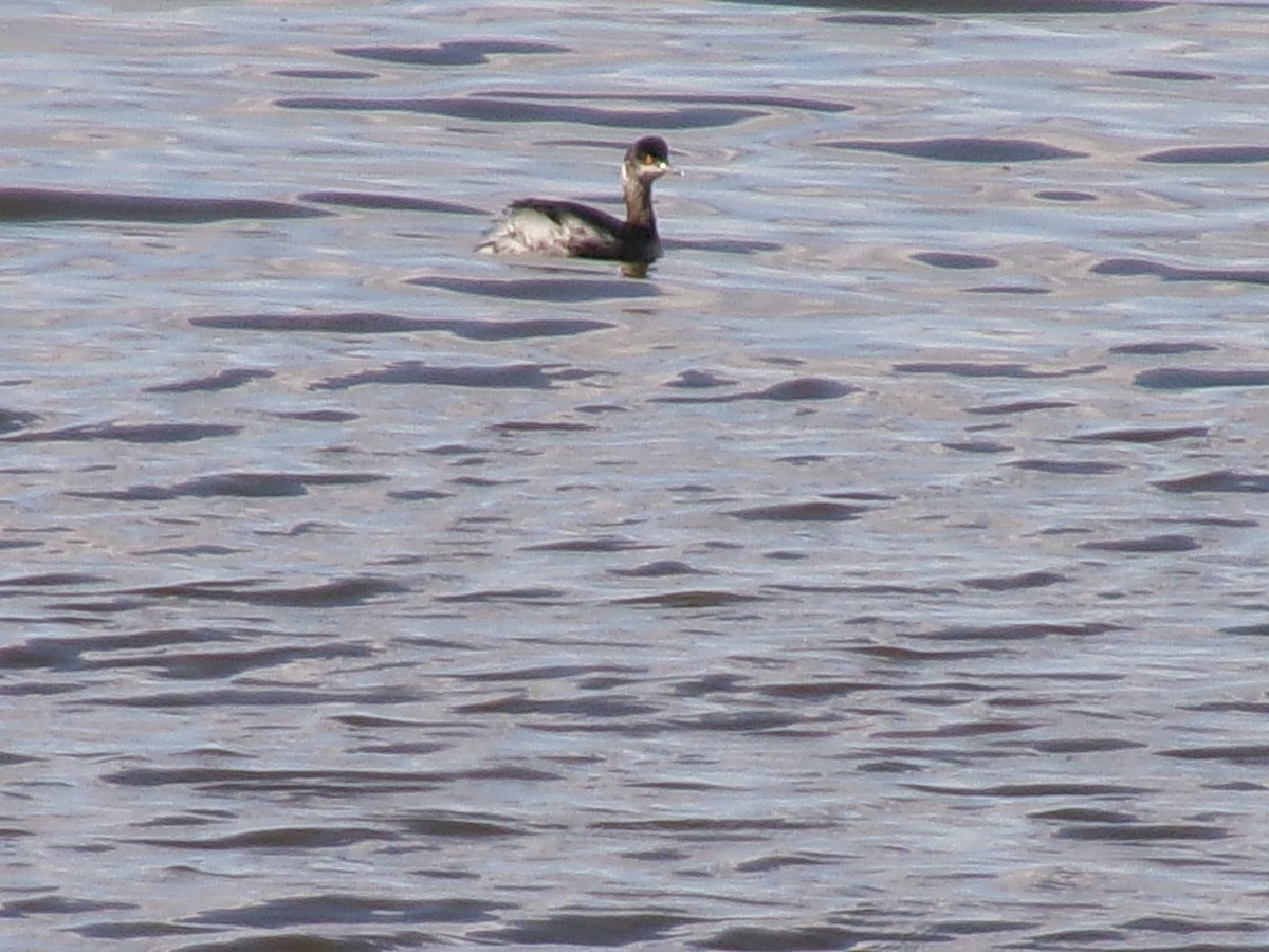 Eared Grebe - ML632326803