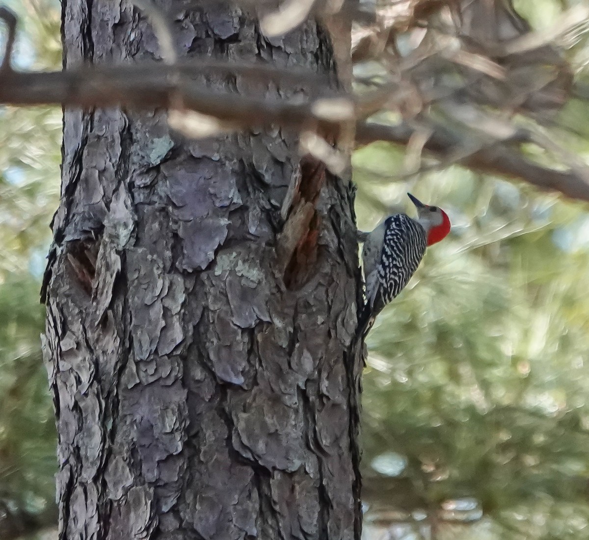 Red-bellied Woodpecker - ML632327240
