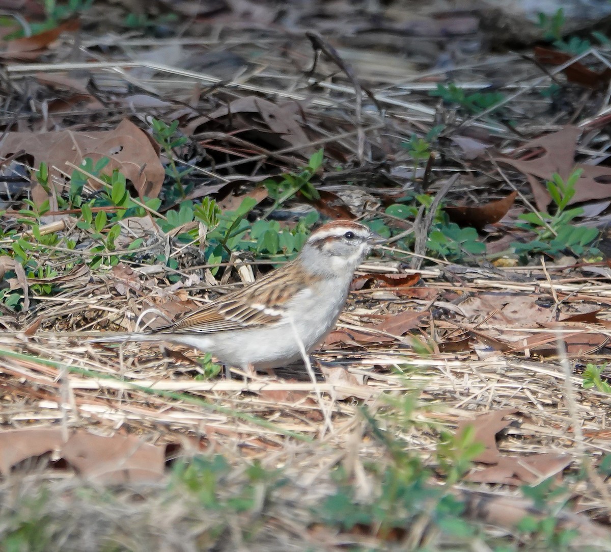 Chipping Sparrow - ML632327259