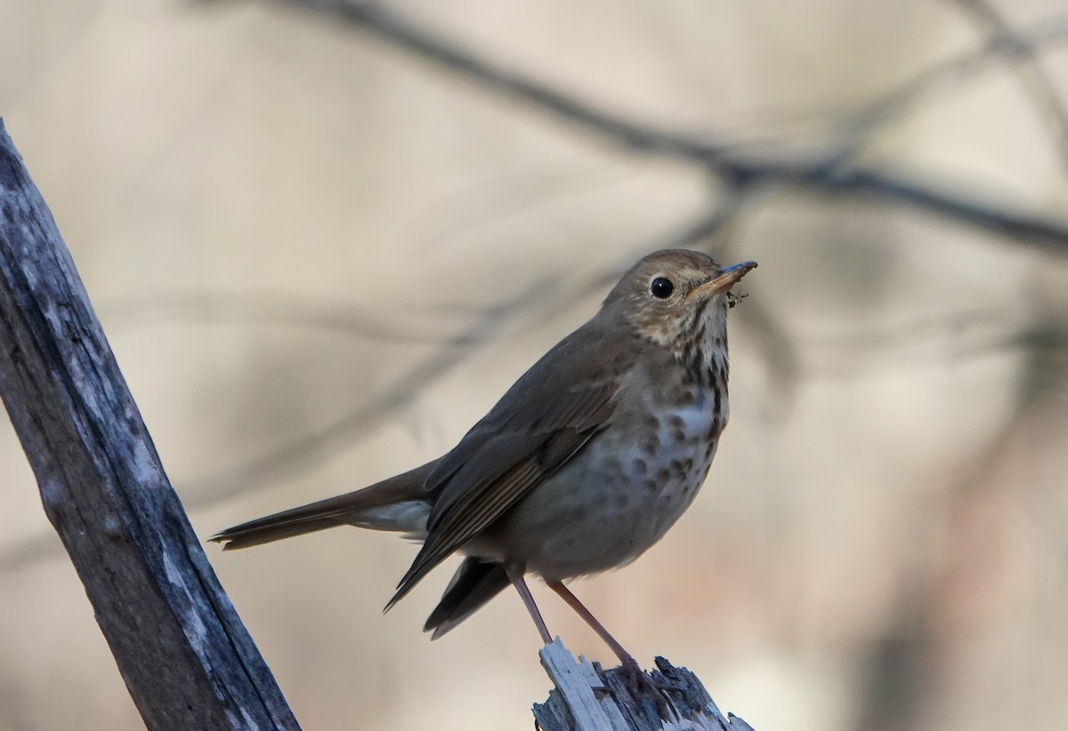 Hermit Thrush - ML632327303