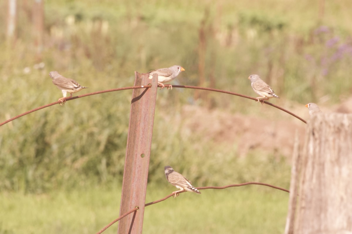 Zebra Finch (Australian) - ML632327304