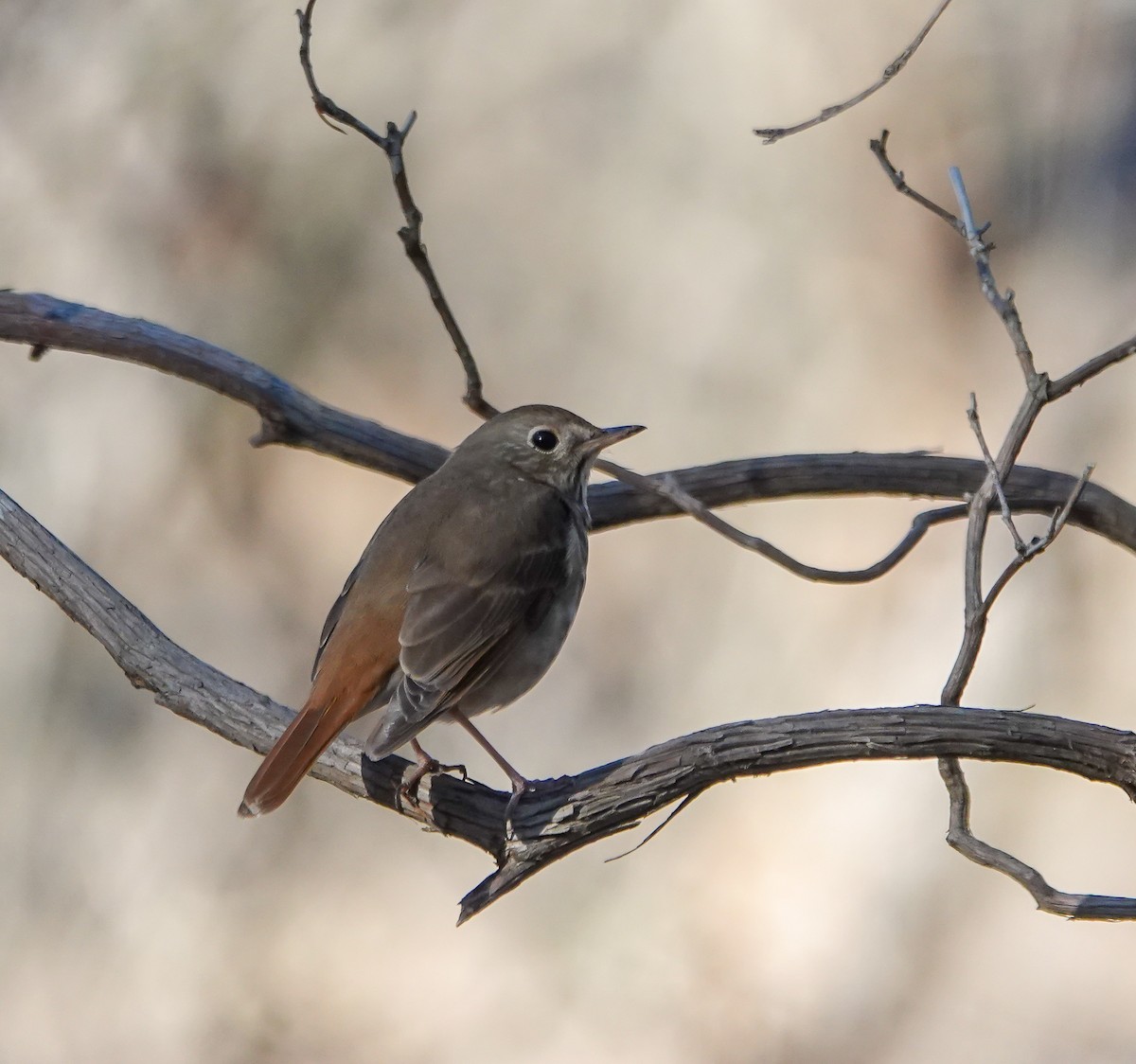 Hermit Thrush - ML632327307