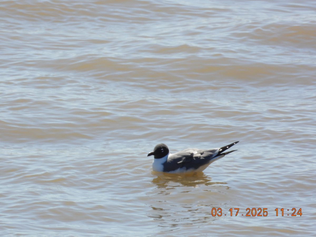 Gabbiano sghignazzante - ML632327452