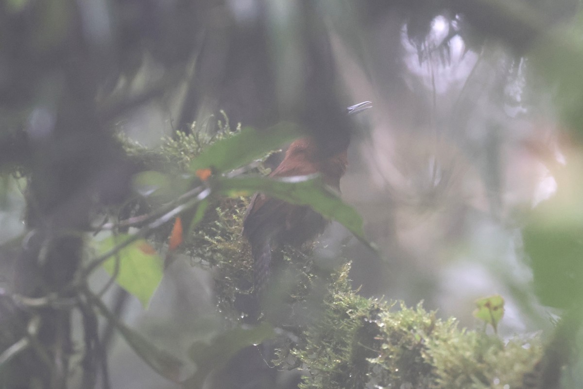 Sooty-headed Wren - ML632327498