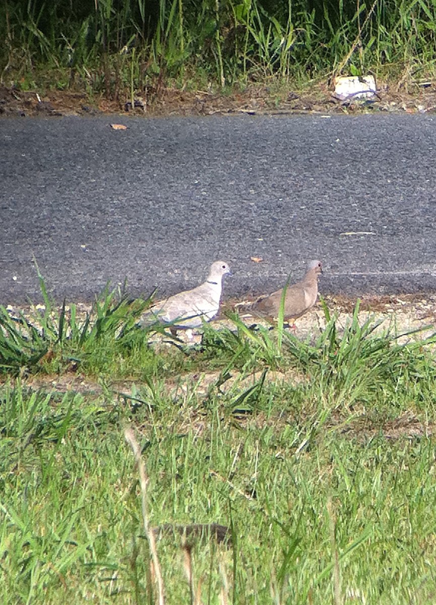 Eurasian Collared-Dove - ML63232761