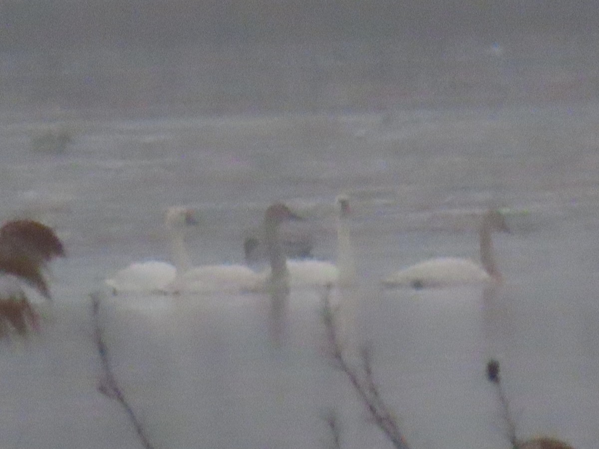 Trumpeter Swan - ML632327687