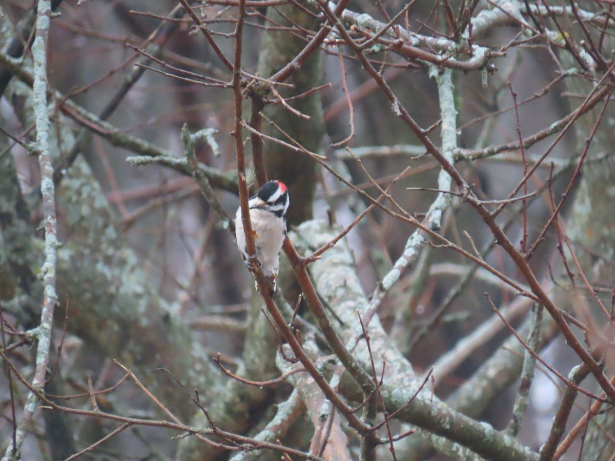 Downy Woodpecker - ML632327709
