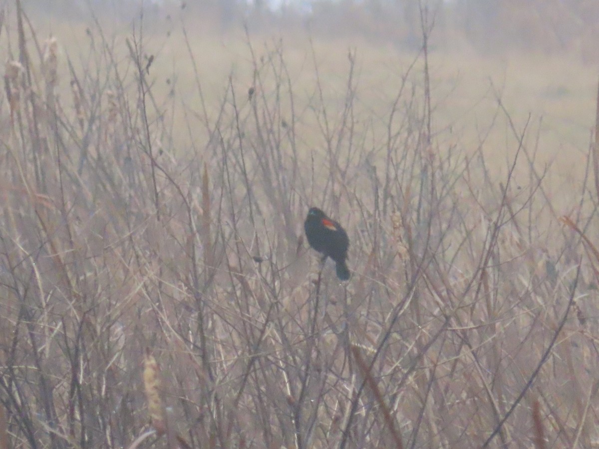 Red-winged Blackbird - ML632327721