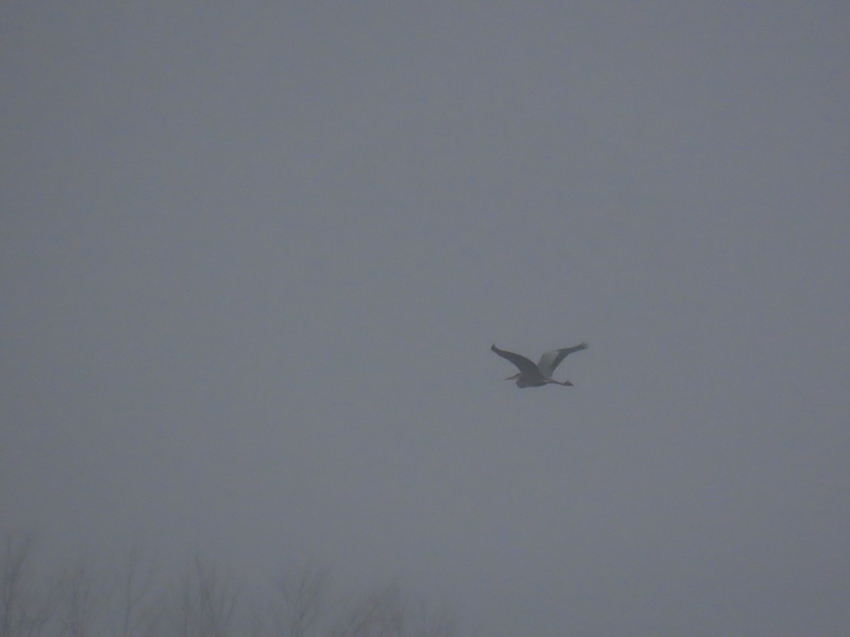 Great Blue Heron - ML632327729
