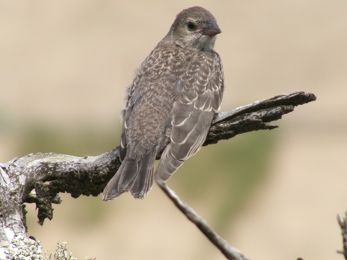 Vacher à tête brune - ML632327740