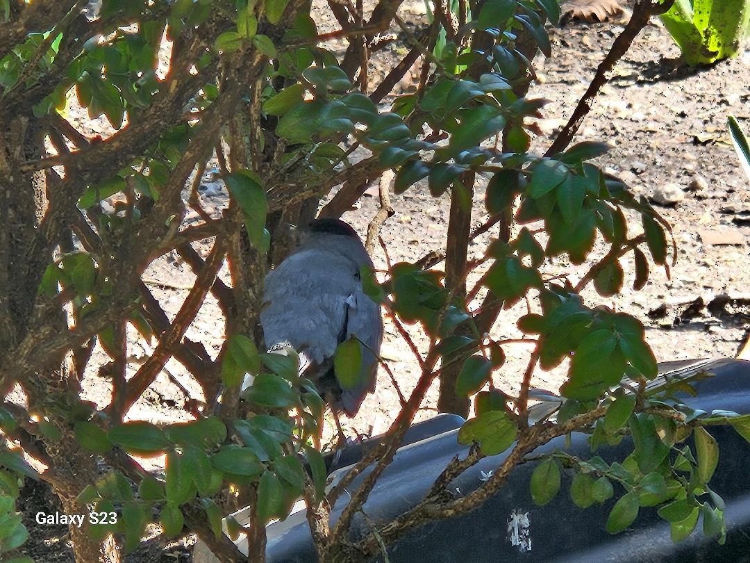 Gray Catbird - ML632328004
