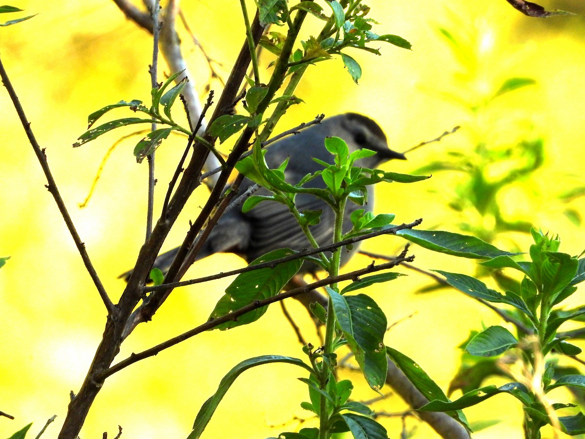 Gray Catbird - ML632328026