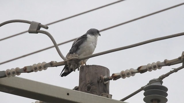 White-tailed Hawk - ML632328127