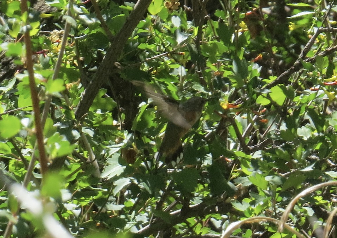 Rufous Hummingbird - ML632328133