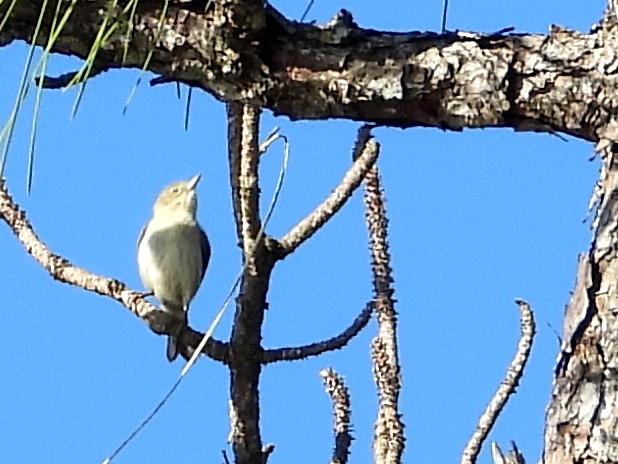 Pine Warbler - ML632328160