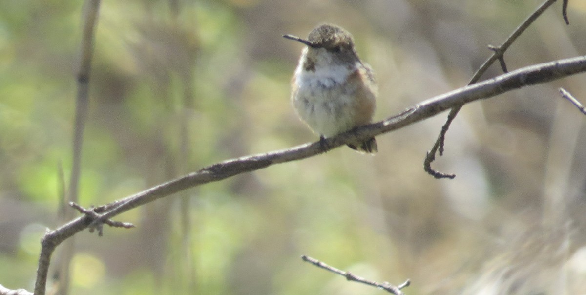 Rufous Hummingbird - ML632328170