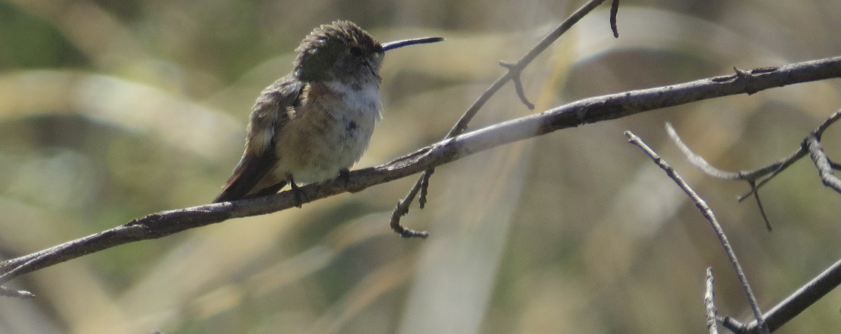 Rufous Hummingbird - ML632328185