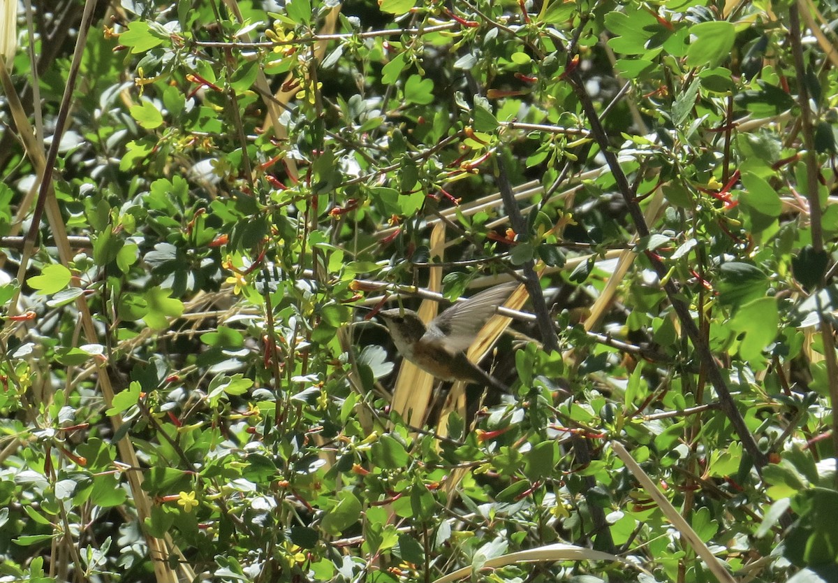 Rufous Hummingbird - ML632328203