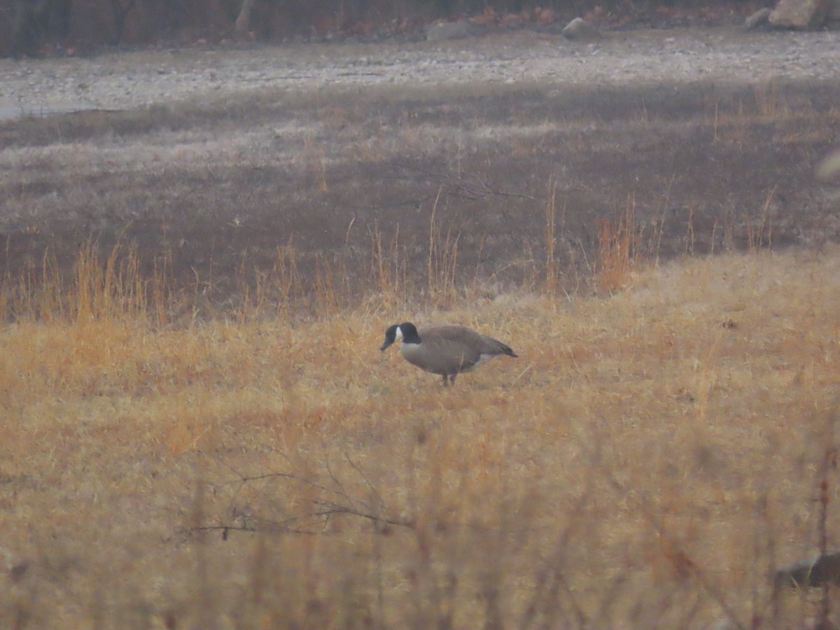 Canada Goose - ML632328270