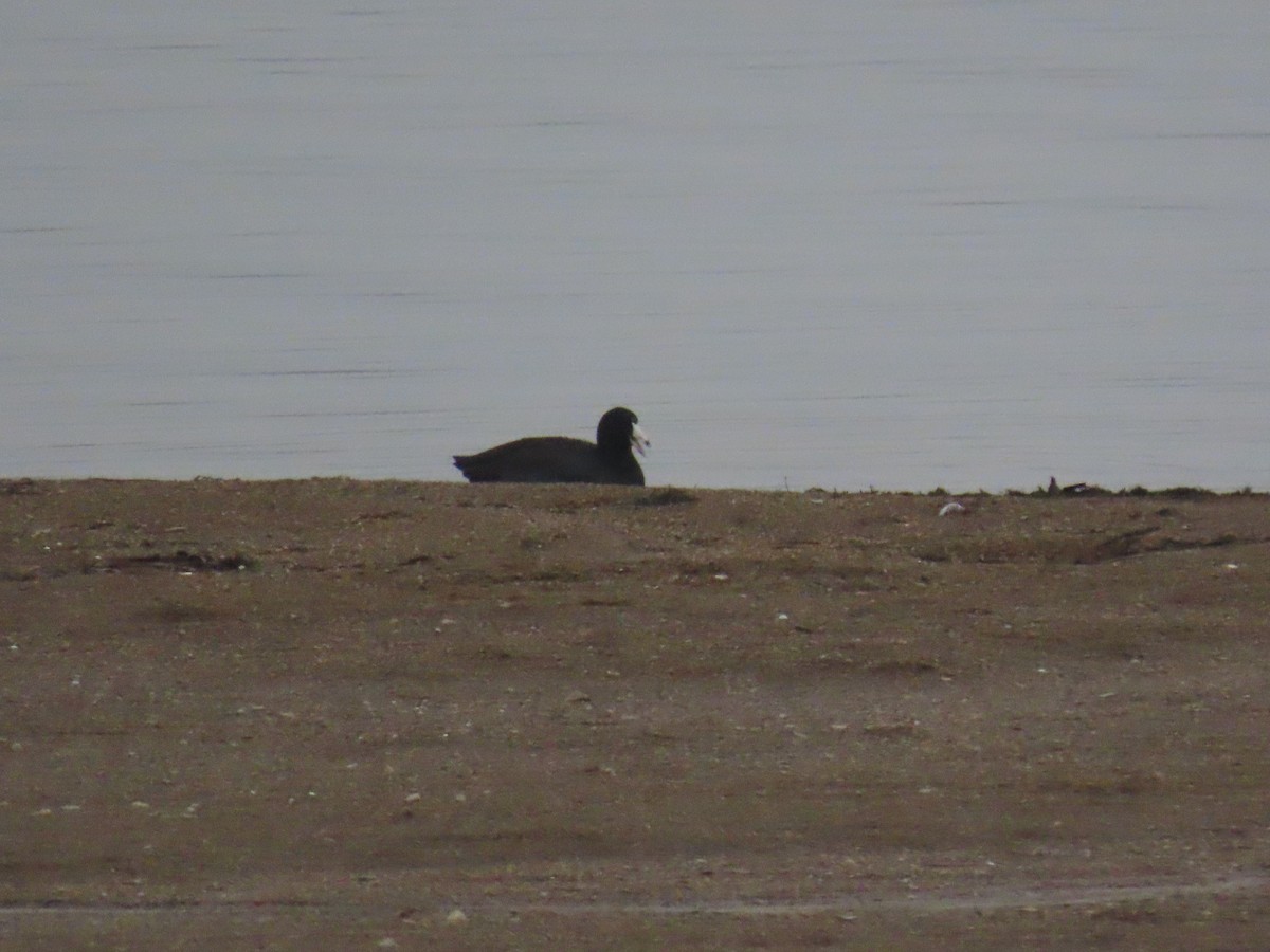 American Coot - ML632328276