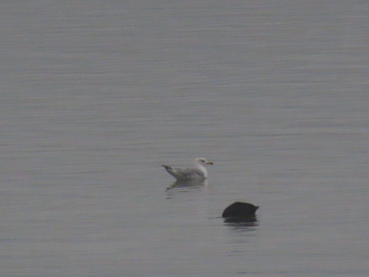 Ring-billed Gull - ML632328280