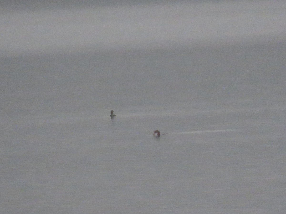 Pied-billed Grebe - ML632328288
