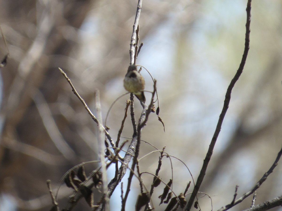 Rufous Hummingbird - ML632328291