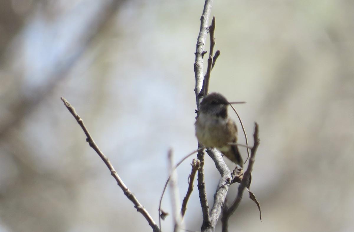 Rufous Hummingbird - ML632328296