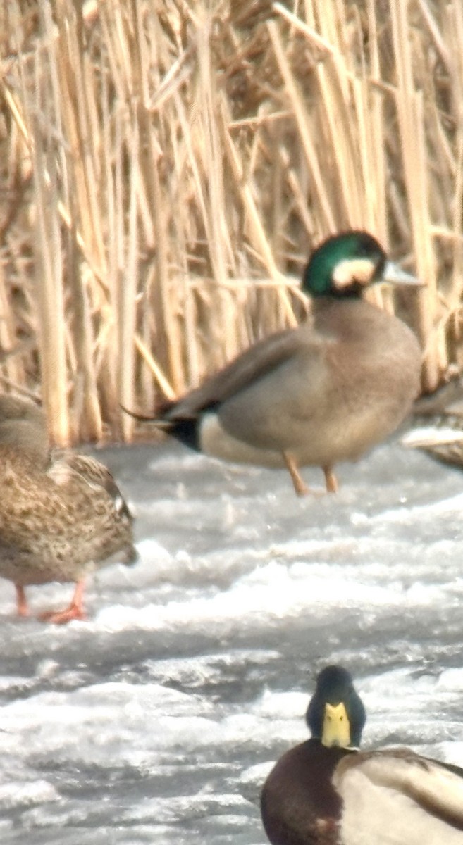 American Wigeon x Mallard (hybrid) - ML632328400
