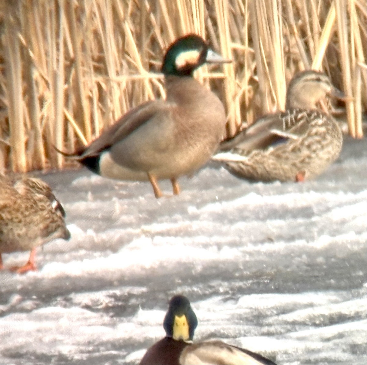 American Wigeon x Mallard (hybrid) - ML632328401