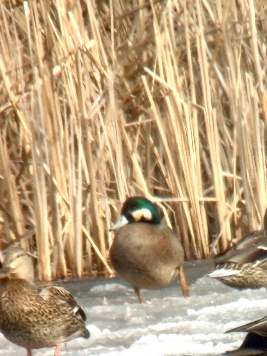 American Wigeon x Mallard (hybrid) - ML632328402