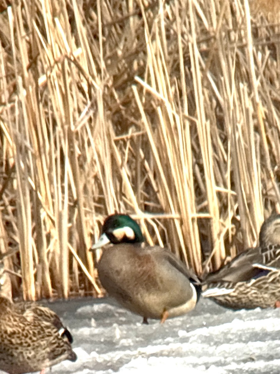American Wigeon x Mallard (hybrid) - ML632328404