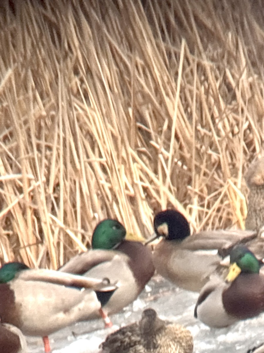 American Wigeon x Mallard (hybrid) - ML632328406