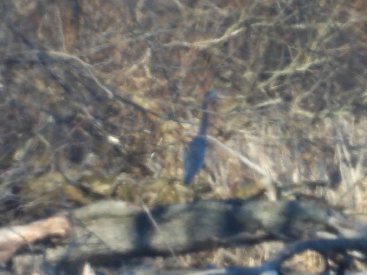 オオアオサギ - ML632328511