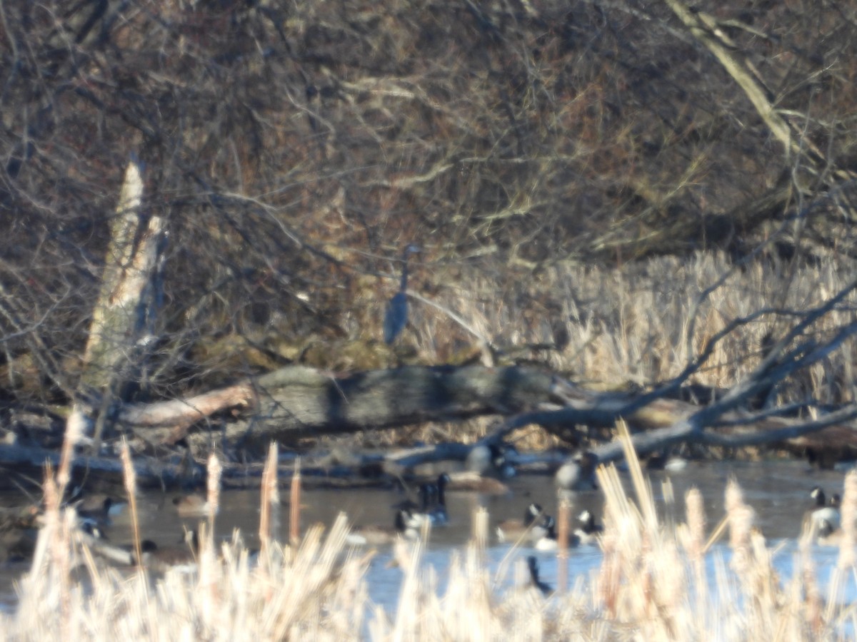 オオアオサギ - ML632328512