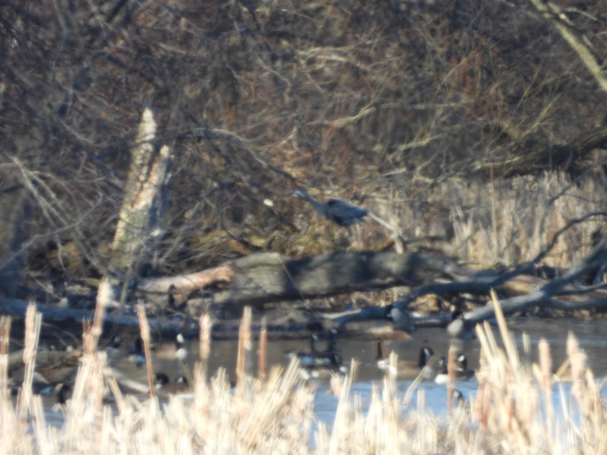 オオアオサギ - ML632328513