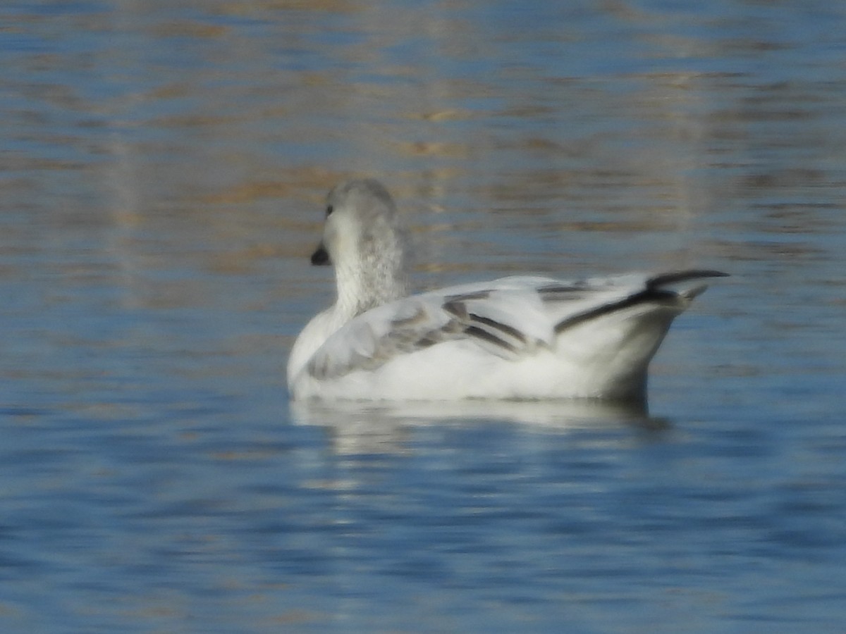 ハクガン - ML632328534