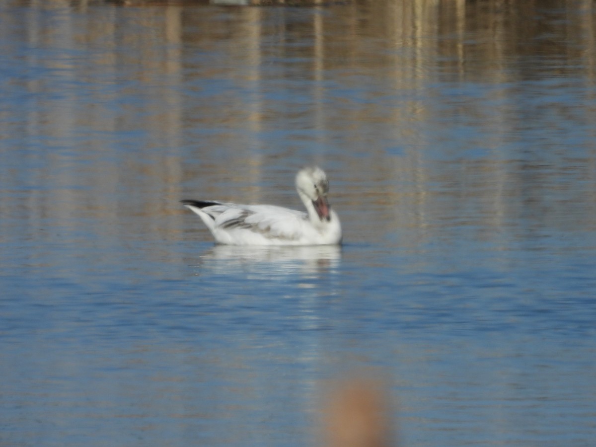 ハクガン - ML632328535