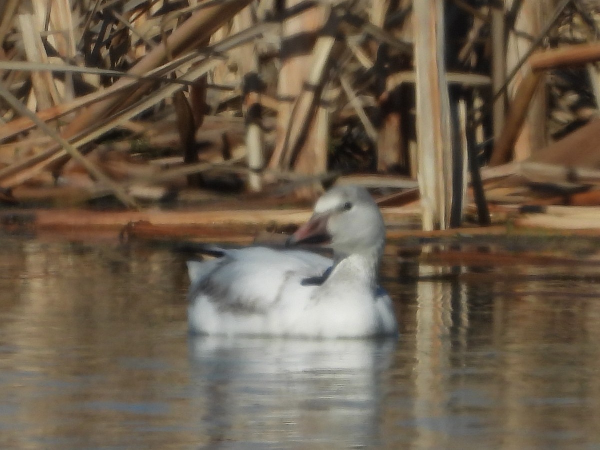 ハクガン - ML632328536