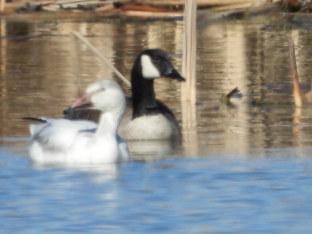 ハクガン - ML632328537