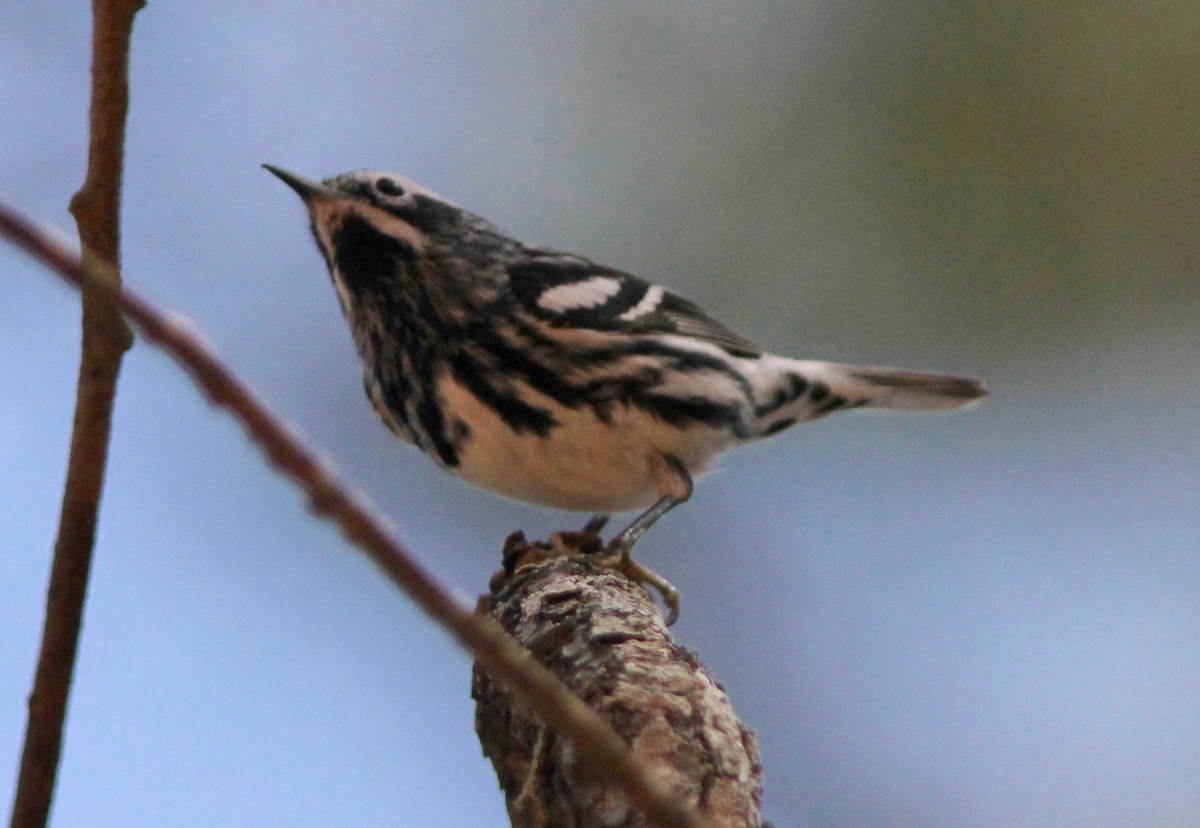 Black-and-white Warbler - ML632328660