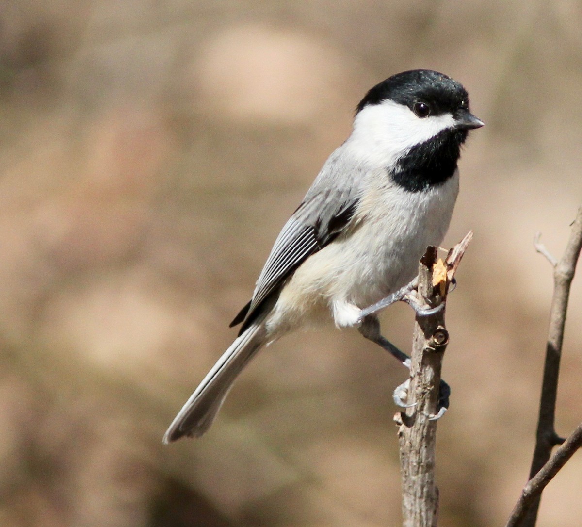 Carolina Chickadee - ML632328668