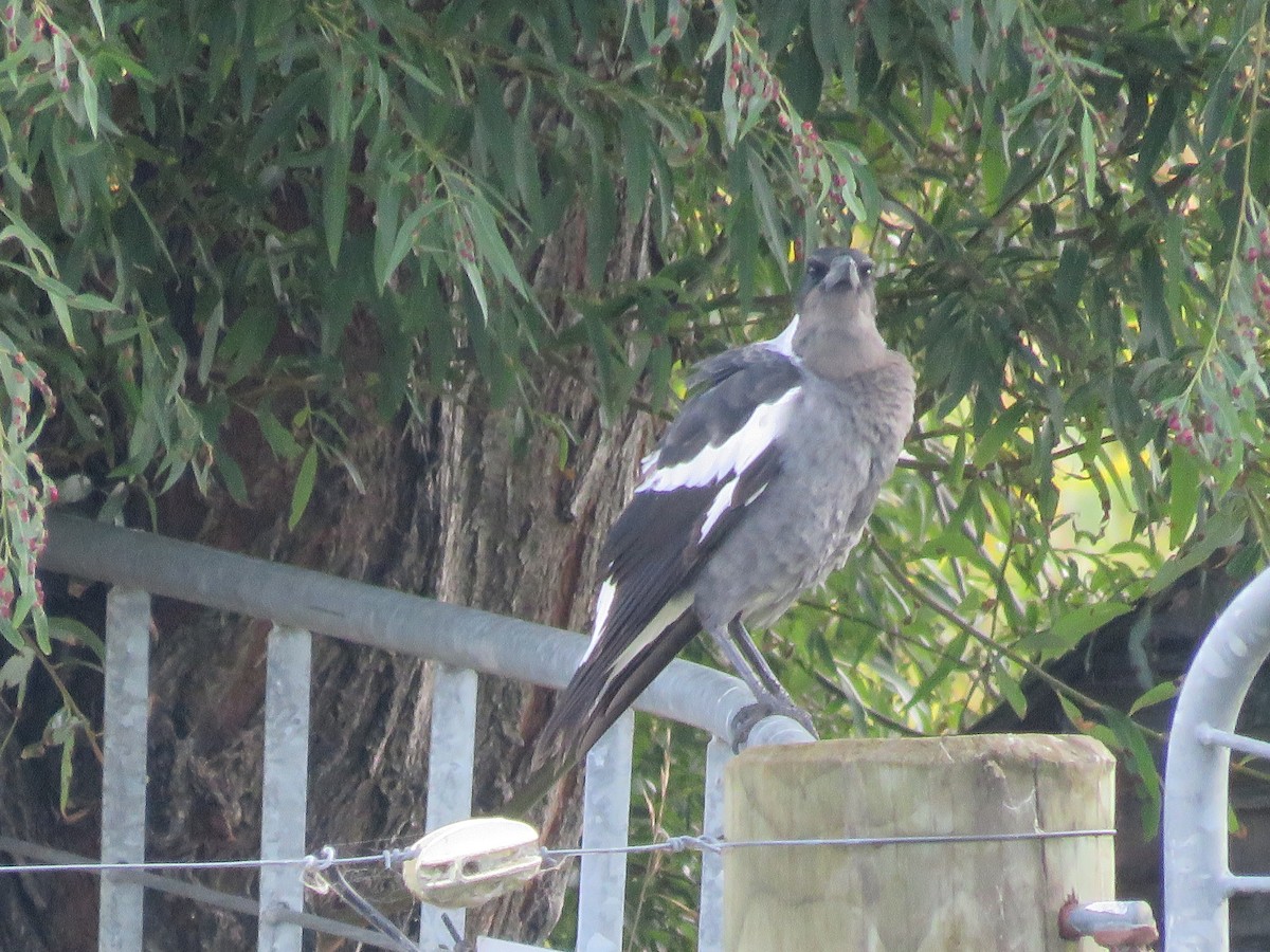 Australian Magpie - ML632328742