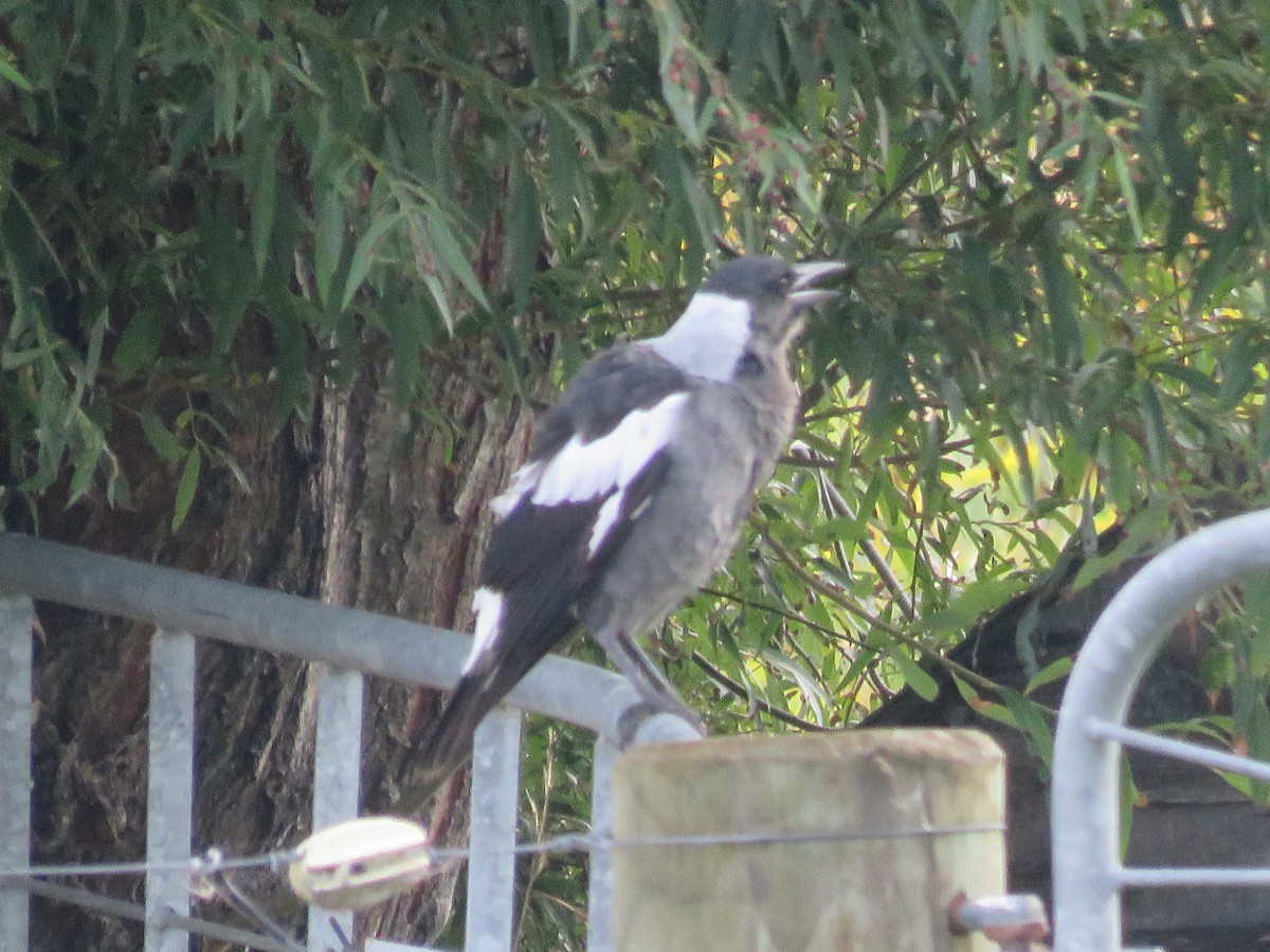 Australian Magpie - ML632328743