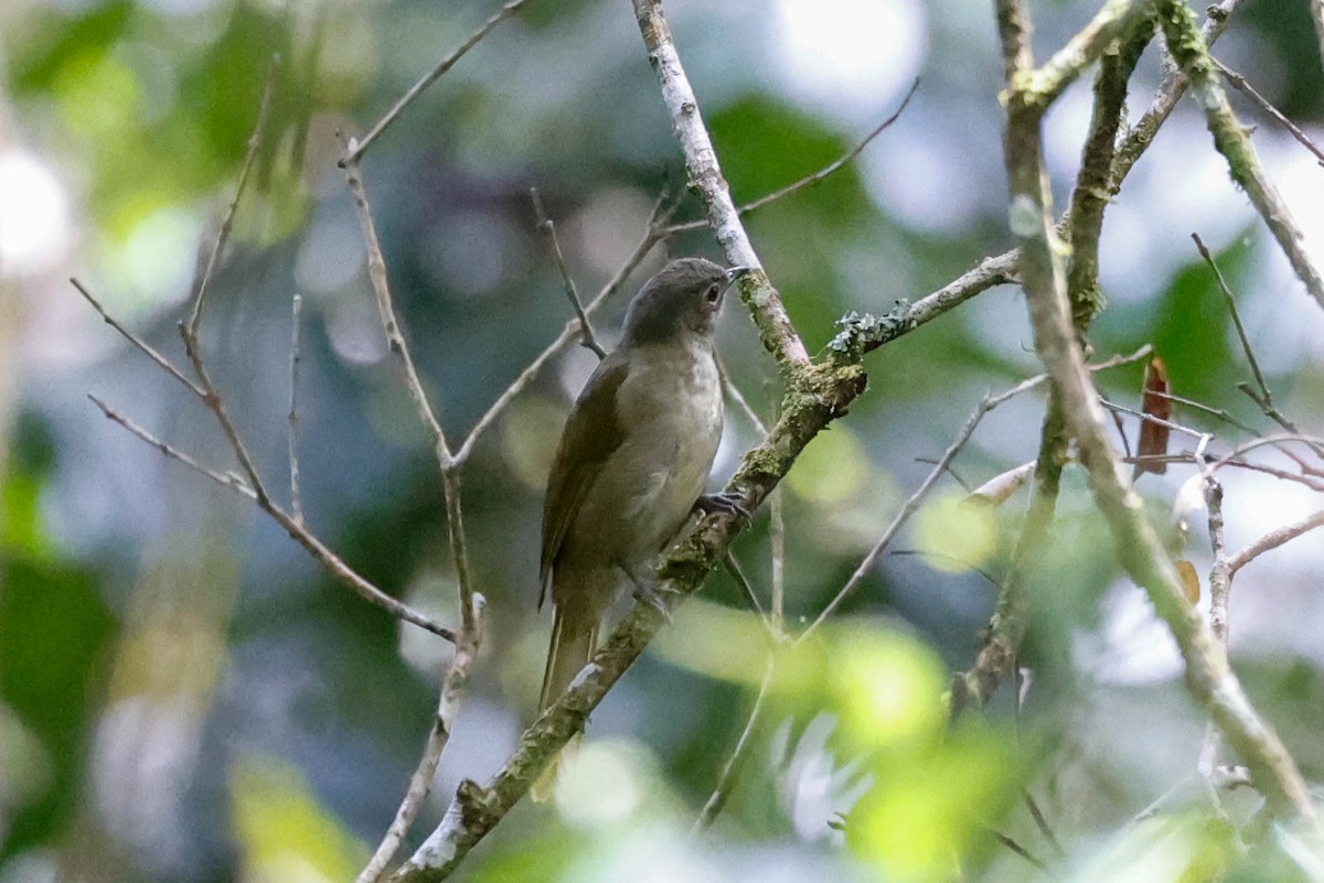 Shelley's Greenbul - ML632328852