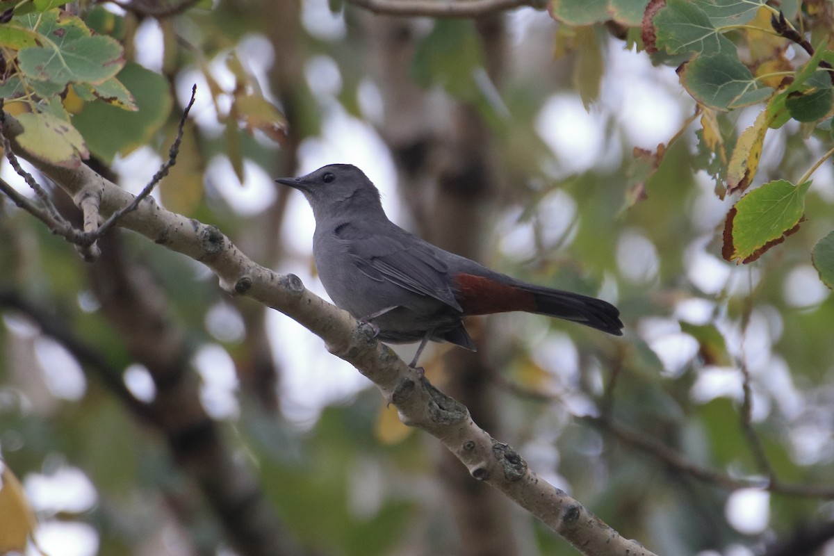 Gray Catbird - ML632328928