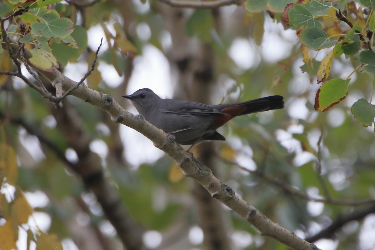 Gray Catbird - ML632328930