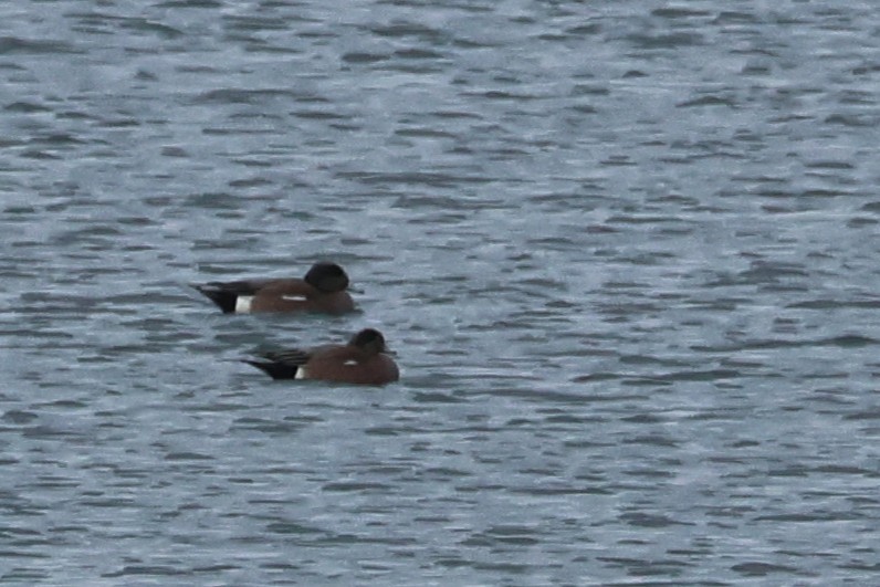 American Wigeon - ML632329070